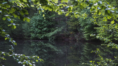 Calm forest lake reflection