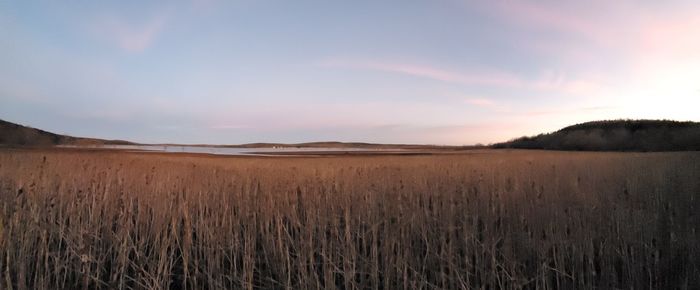 Scenic view of agricultural field against sky during sunset