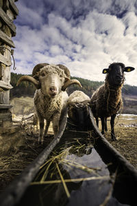 Portrait of sheep standing on field