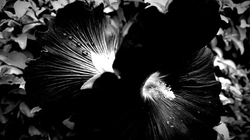 Close-up of butterfly on flower