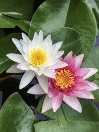 Close-up of lotus water lily in pond