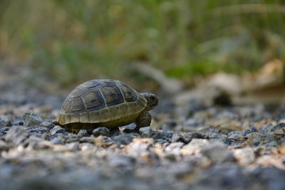 Close-up of tortoise on road