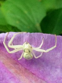 Close-up of spider on plant