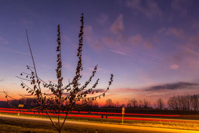 Plants growing on field against sky during sunset