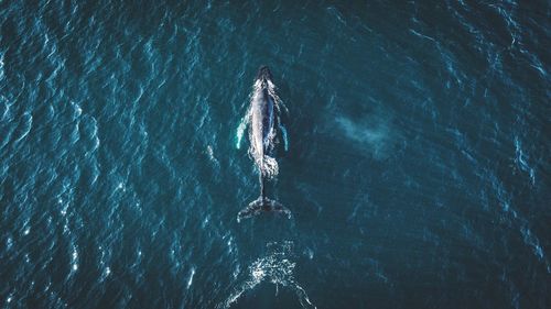 Directly above shot of whale in sea