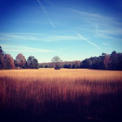 Scenic view of rural landscape