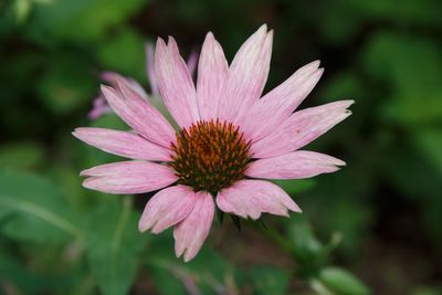 Close-up of pink flower