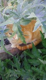 Close-up of lizard on plant