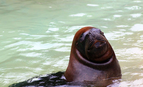Seal swimming in pool at zoo 