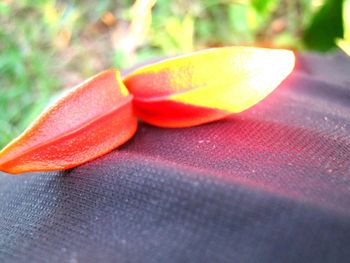 Close-up of food