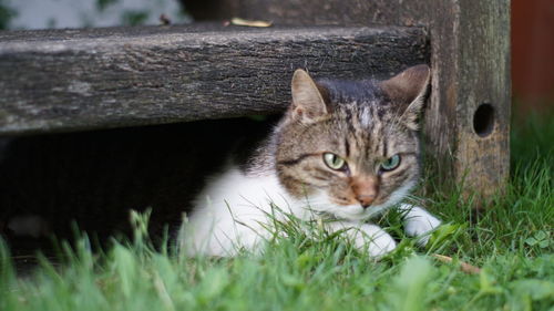 Portrait of a cat