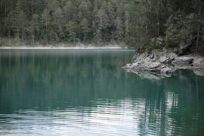 Scenic view of lake in forest