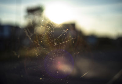 Close-up of spider web