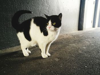 Cat sitting on floor