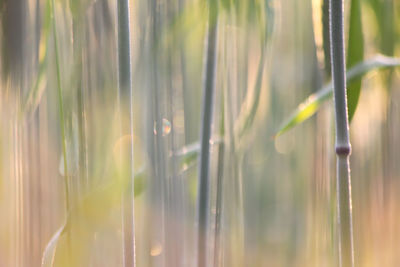 Close-up of wheat growing in field