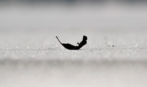 Close-up of bird against calm sea