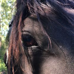 Close-up of a horse