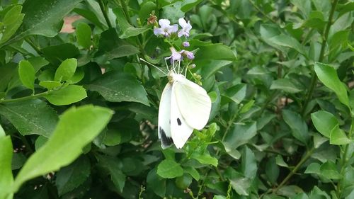 High angle view of white flowers blooming outdoors