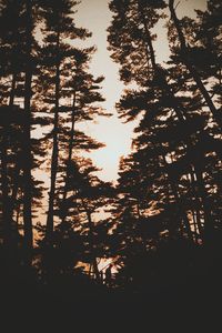 Low angle view of silhouette trees in forest against sky