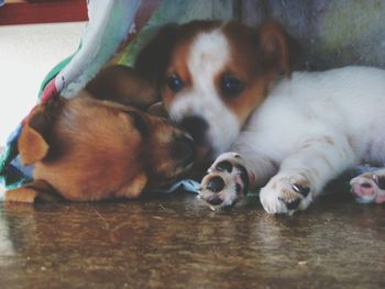 Close-up portrait of puppy relaxing on floor