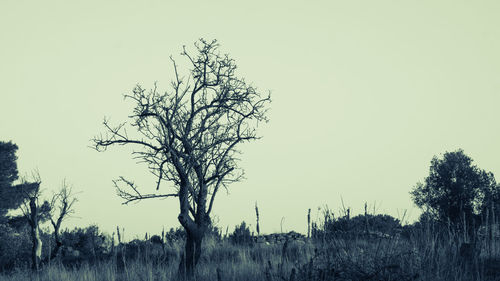 Bare trees on field against clear sky