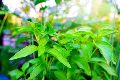 Close-up of fresh green leaves