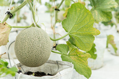 Close-up of cantaloupe