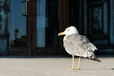 Side view of a bird