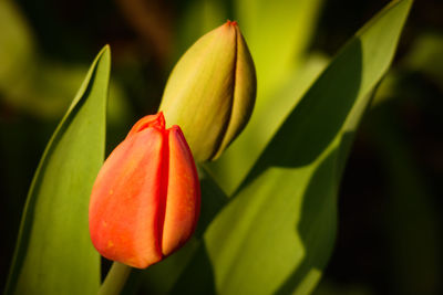 Close-up of red flowering plant