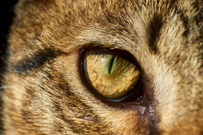 Close-up portrait of a cat