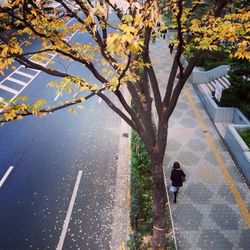 Branches of a tree