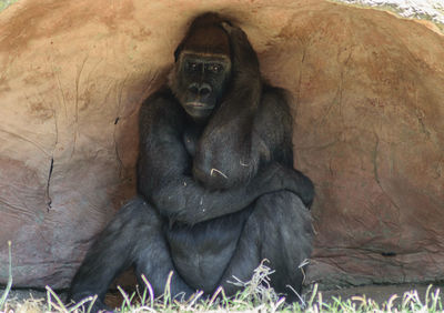 View of female sitting on field