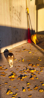 View of cat on footpath