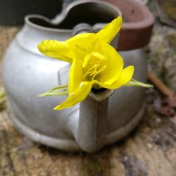 Close-up of yellow flower