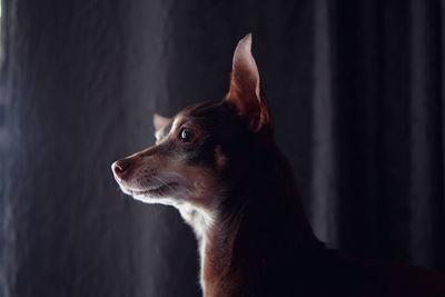 Side view of chihuahua by flowers at home