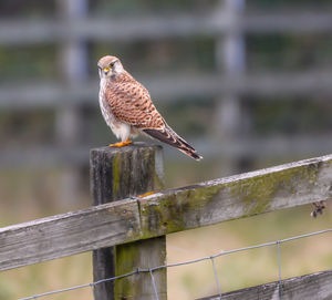 Bird perching on wooden post