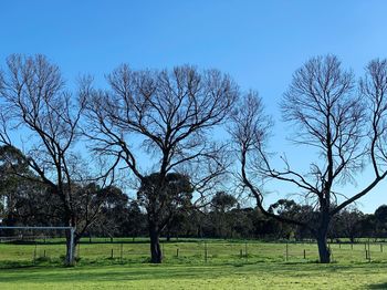 Trees on field against blue sky