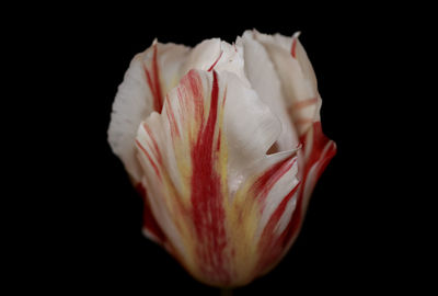 Close-up of red rose against black background