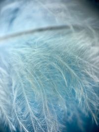 Full frame shot of feather texture background