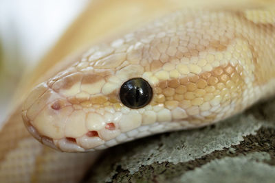 Close-up of snake