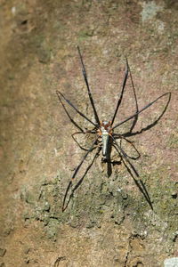 Close-up of dragonfly