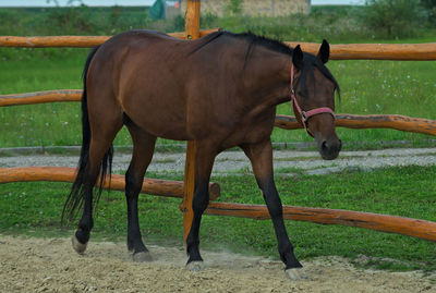 Horse standing in ranch