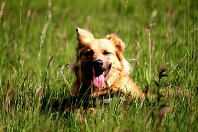 Dog standing on grassy field