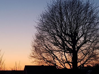Low angle view of silhouette bare tree and building against sky