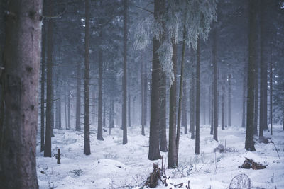 Trees in forest during winter