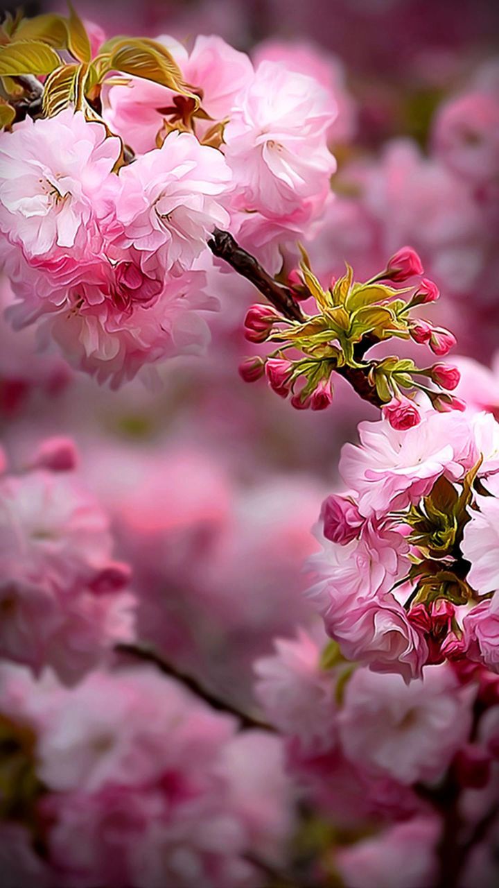 pink color, flowering plant, plant, flower, beauty in nature, fragility, vulnerability, growth, freshness, petal, close-up, tree, blossom, flower head, nature, springtime, selective focus, inflorescence, day, branch, no people, cherry blossom, outdoors, pollen, cherry tree, plum blossom, bunch of flowers, spring