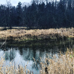 Scenic view of lake in forest