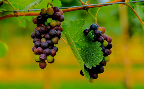 Close-up of grapes growing in vineyard