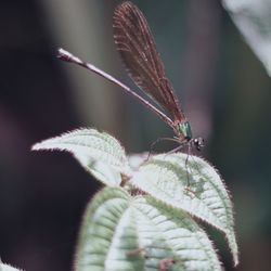 Close-up of butterfly on plant