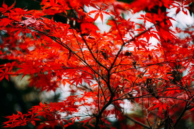 Close-up of red maple leaves on tree